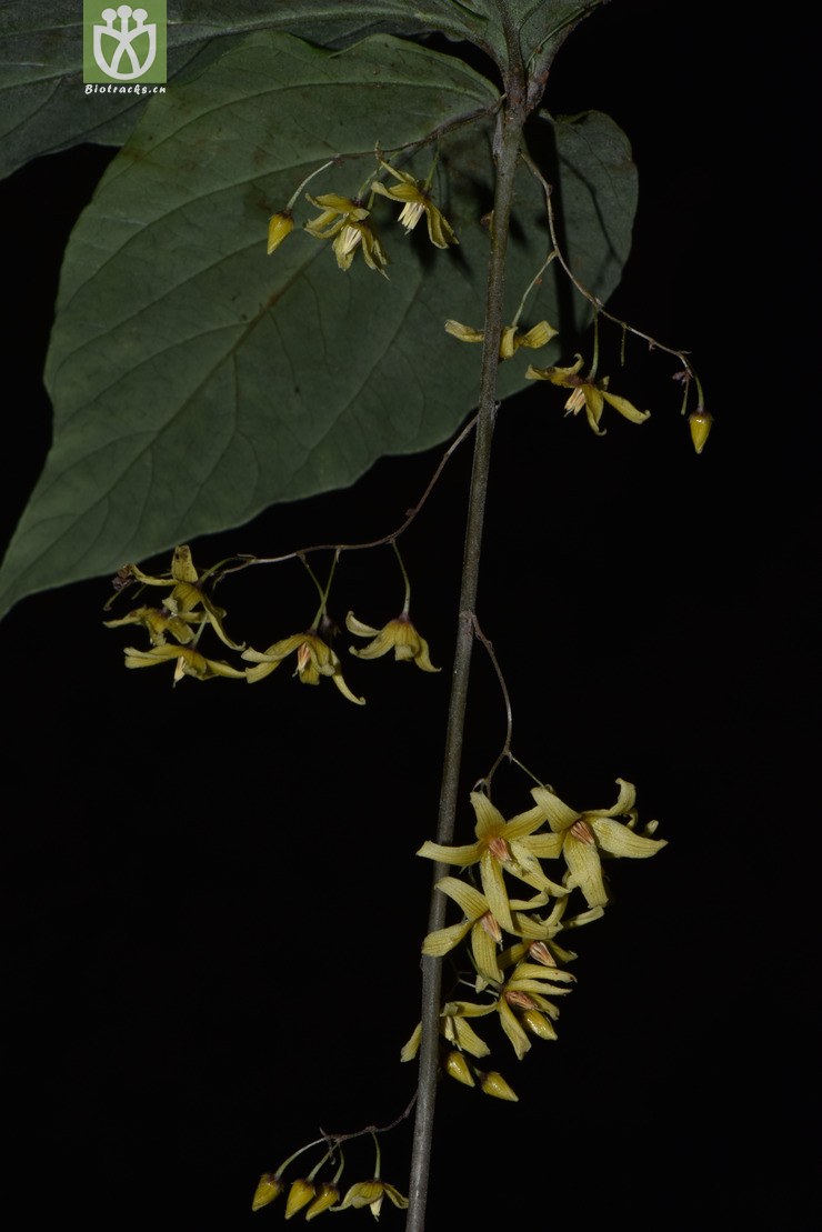 6100 lysimachia insignis三叶香草【可以处理】2017-05-18xx-yn dsc