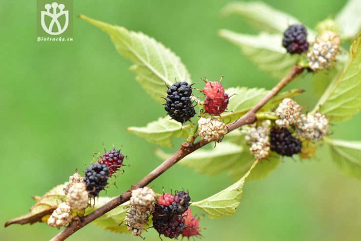 6031 morus australis鸡桑【可以处理】2017-05-17xx-yn dsc_5165.