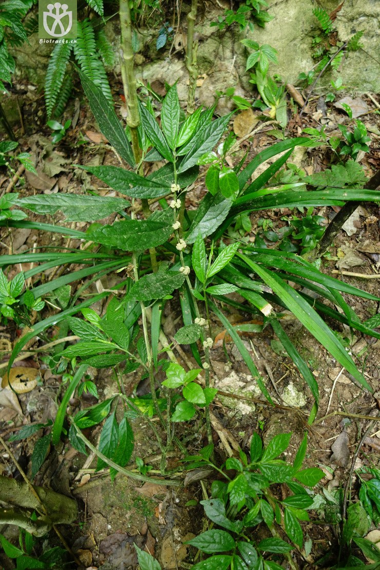 6849 elatostema subtrichotomum歧序楼梯草【h】2017-05-18xx-yn dsc