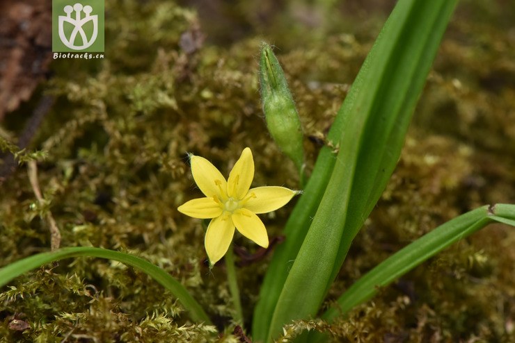 6015 hypoxis aurea小金梅草【可以处理】2017-05-16xx-yn dsc_4675.