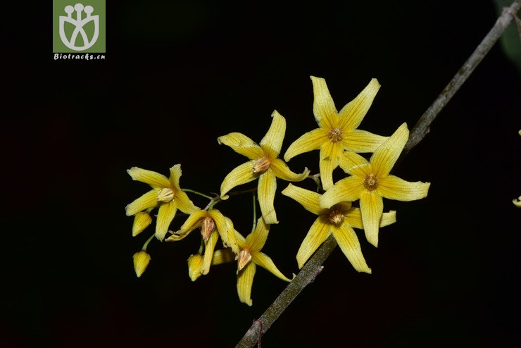 6100 lysimachia insignis三叶香草【可以处理】2017