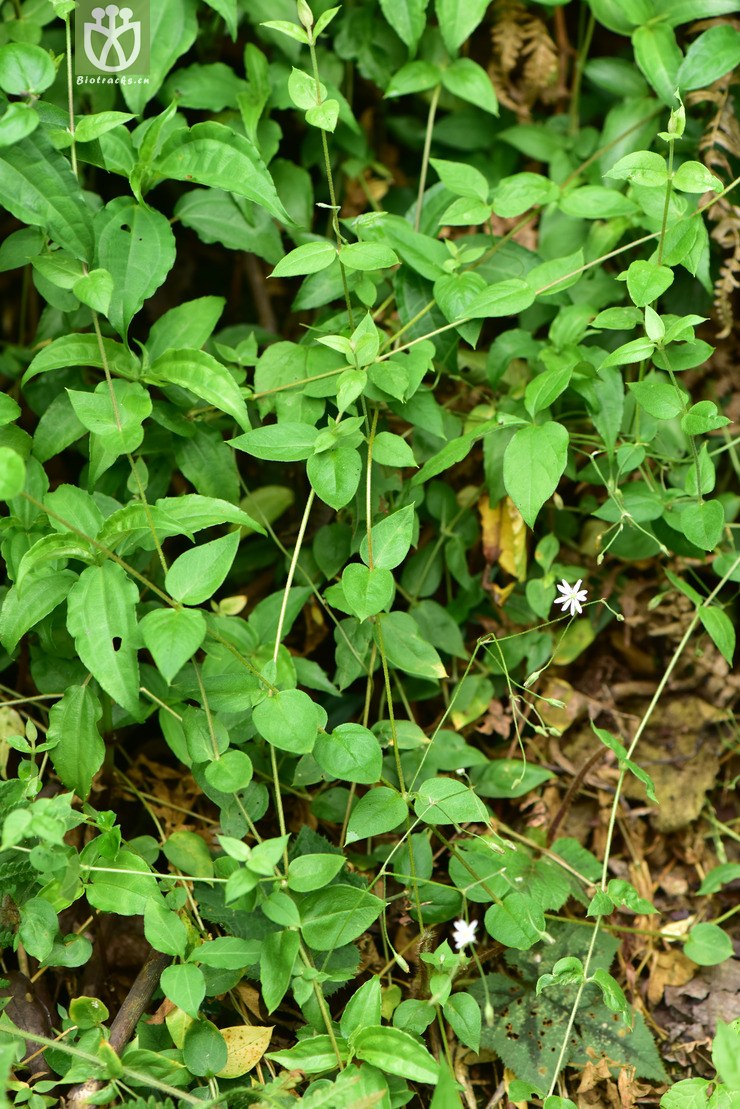 45% 6029 stellaria vestita箐姑草【可以处理】2017-05-16xx-yn dsc