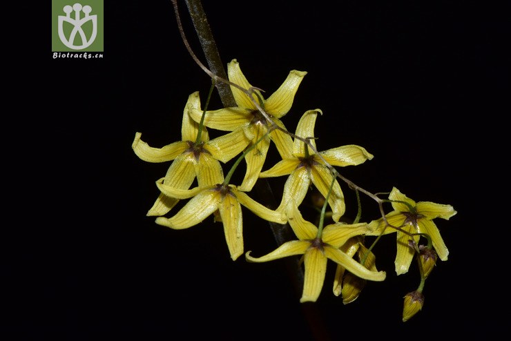 6100 lysimachia insignis三叶香草【可以处理】2017-05-18xx-yn dsc