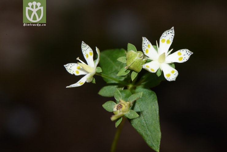 swertia bimaculata獐牙菜【可以处理】2015