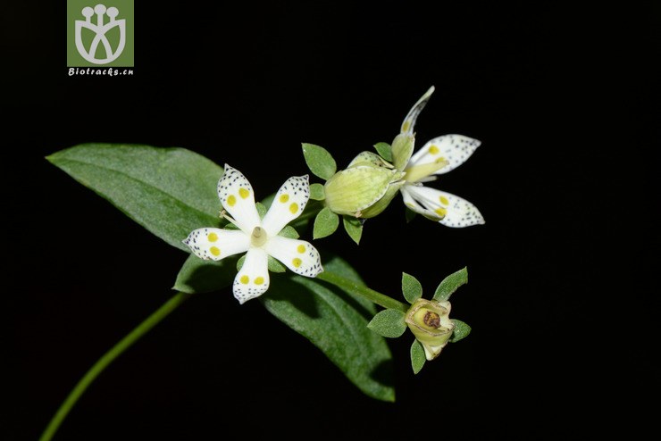 swertia bimaculata獐牙菜【可以处理】2015