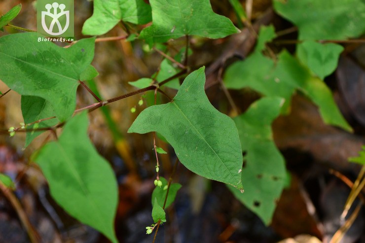 polygonum thunbergii戟叶蓼【可以处理】2015-10-01xx-ah (3).