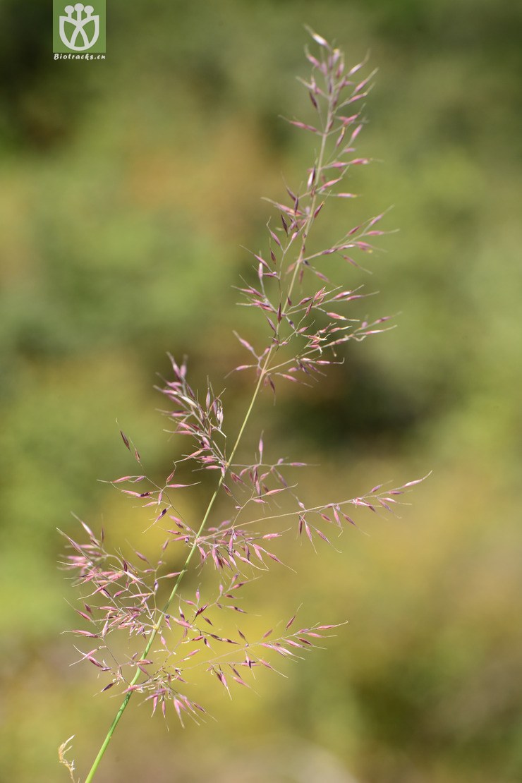 deyeuxia arundinacea野青茅【中植】【可以处理】2015-10-01xx-ah