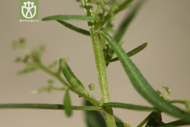 chenopodium aristatum刺藜2009-09-13xx-bj (11).