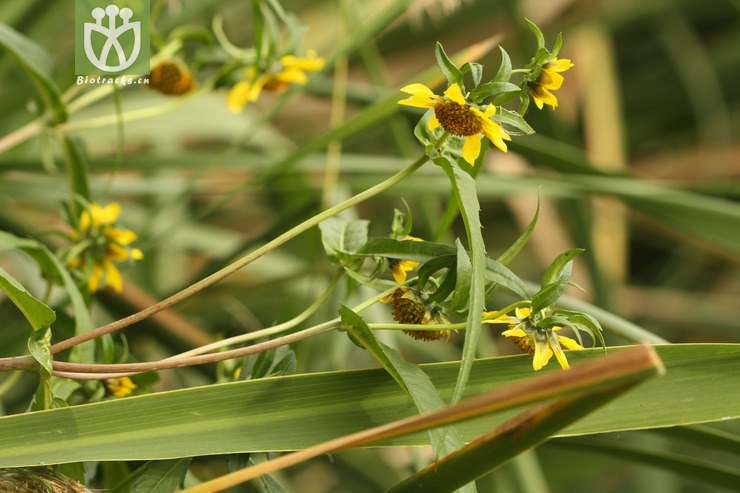 100% bidens cernua柳叶鬼针草2009-09-13xx-bj (3).