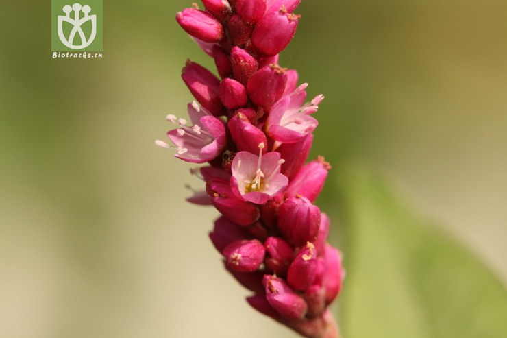 100% polygonum orientale红蓼2009-09-13xx-bj (2).