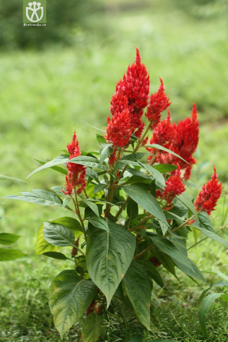 celosia cristata plumosa凤尾鸡冠【cfhyzzw】2009-09-03xx-bj