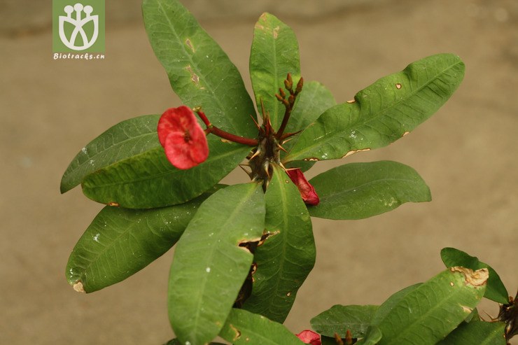 euphorbia milii'rainbow'霸王梅【国外】2010-03-04xx-bj(1.