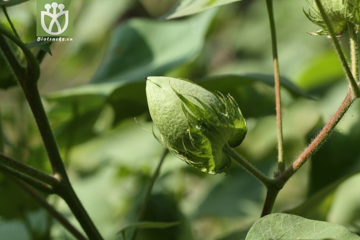 gossypium hirsutum陆地棉2009-09-23xx-bj (1).