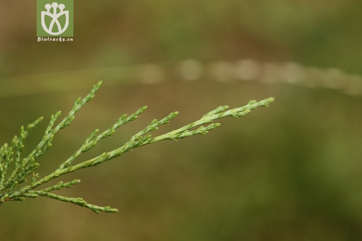 sabina vulgaris var. vulgaris叉子圆柏2009-09-16xx-bj (2).