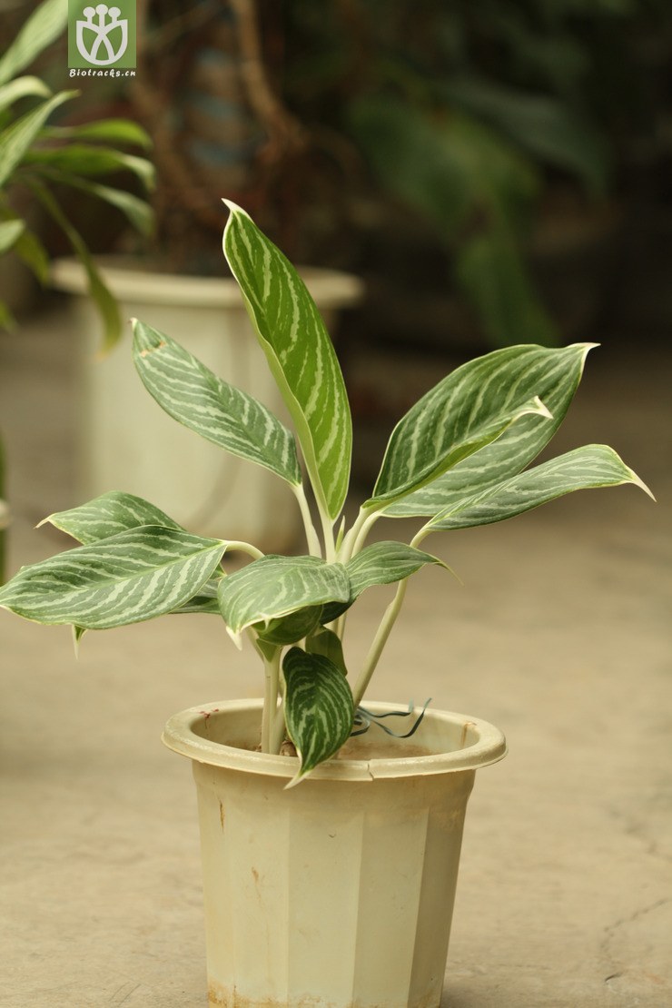 aglaonema nitidum curtisii箭羽粗肋草【cfhyzzw】2010-03-04xx