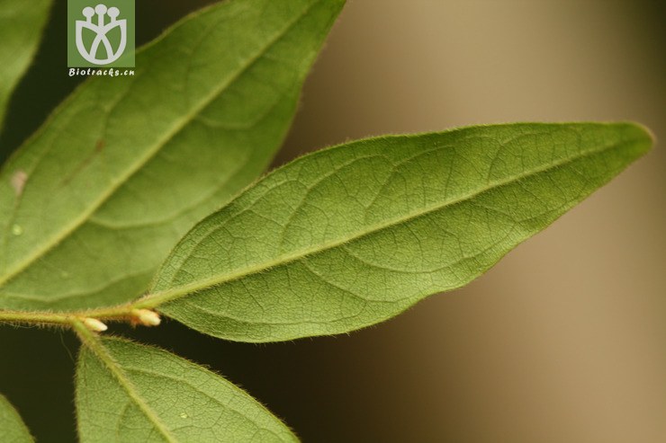 diospyros dumetorum岩柿2010-03-04xx-bj (1).