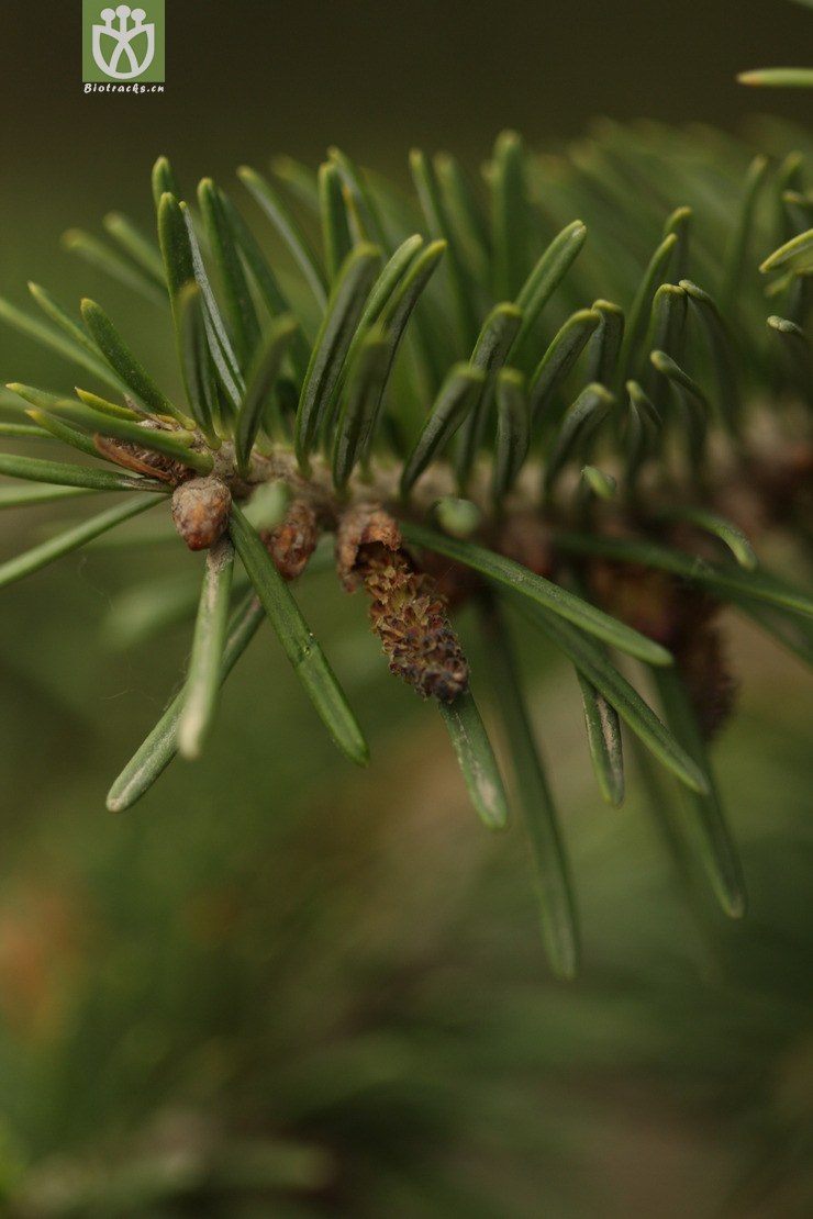 abies nephrolepis臭冷杉2010-05-03xx-bj (2).