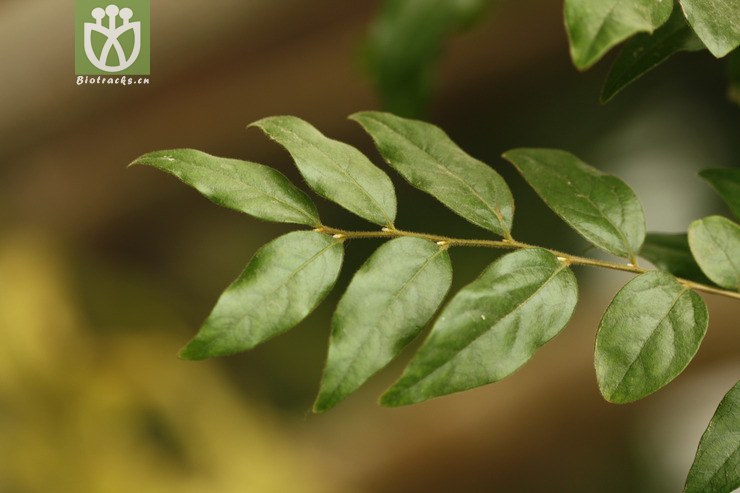 diospyros dumetorum岩柿2010-03-04xx-bj (0).