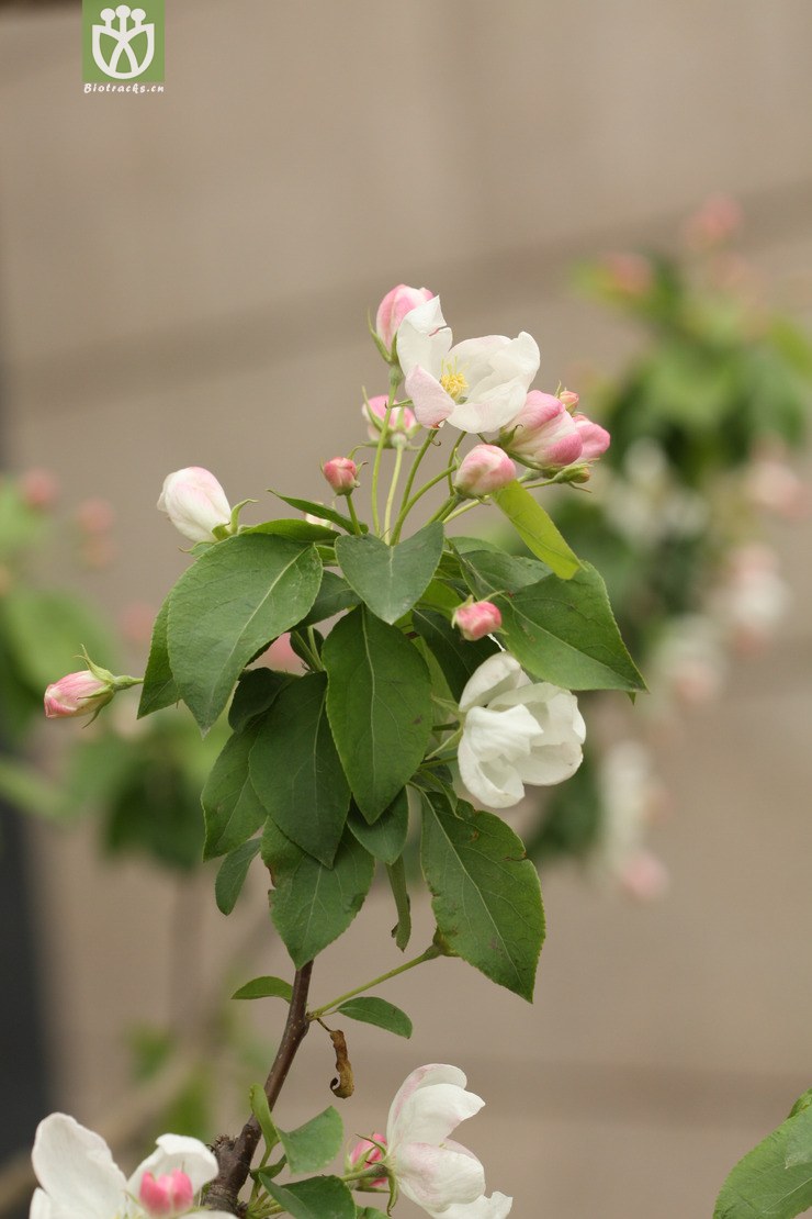 malus micromalus西府海棠2010-04-26xx-bj (0).jpg