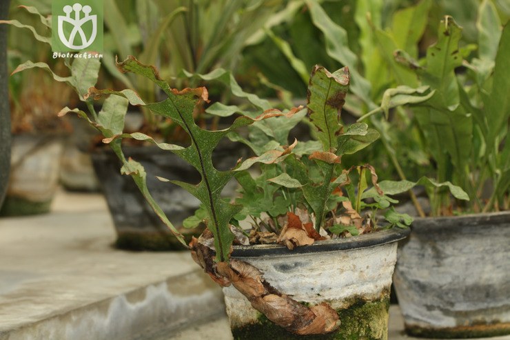 drynaria roosii槲蕨2010-03-04xx-bj (0).