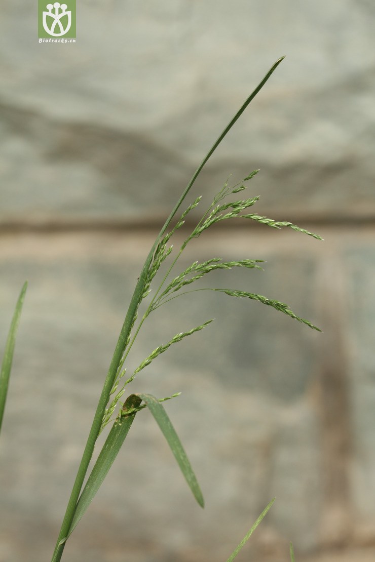 poa pratensis草地早熟禾2010-05-03xx-bj (7).