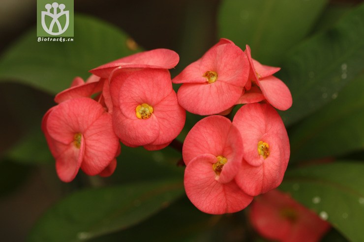 euphorbia milii'rainbow'霸王梅【国外】2010-03-04xx-bj(13.