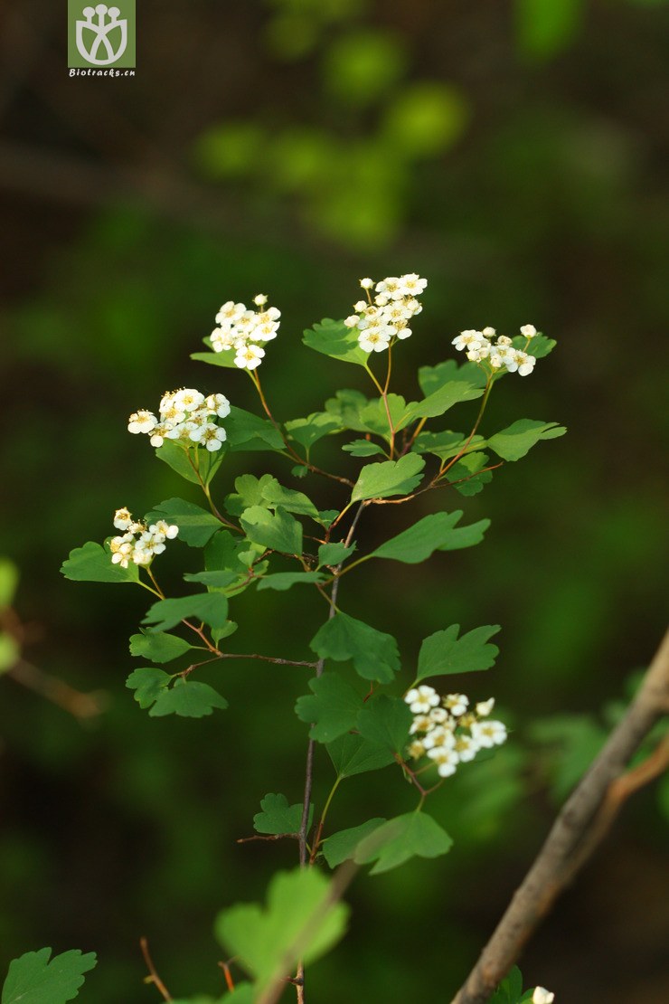 spiraea trilobata var. trilobata三裂繡線菊2010-05-22xx-bj (0).