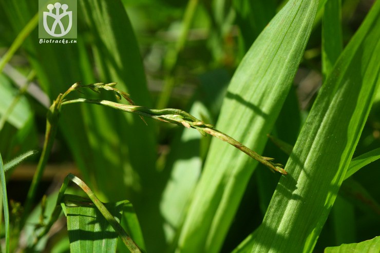 carex siderosticta var. siderosticta宽叶薹草2010-06-20xx-bj (1).