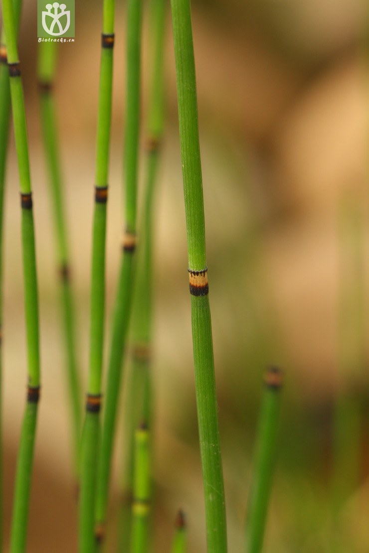 45% equisetum hyemale木贼2010-06-16xx-bj (2).jpg