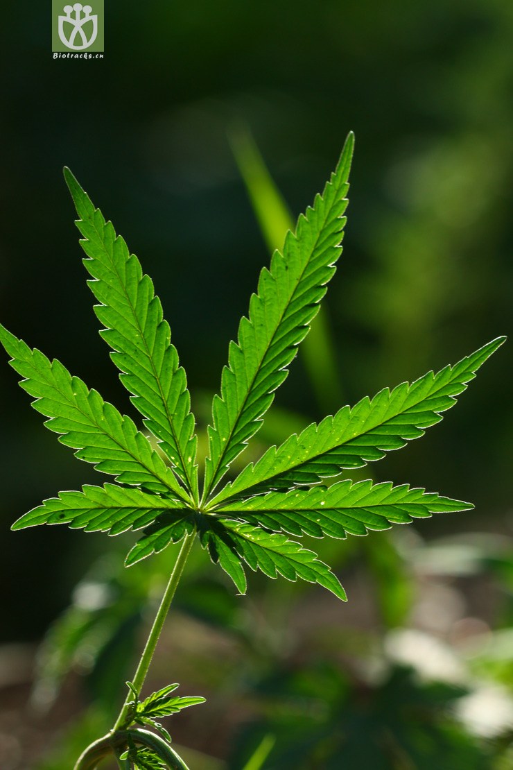 cannabis sativa大麻2010-05-29xx-bj (5).