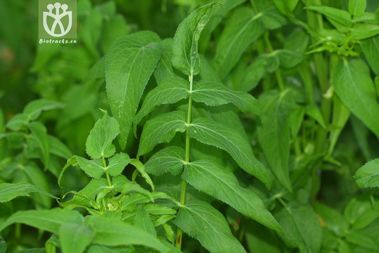 图片信息-kingdonia-植物云数据