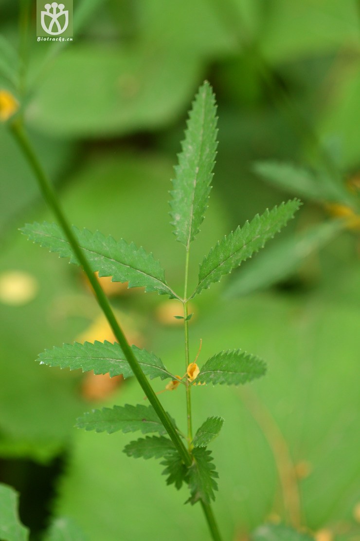 图片信息-kingdonia-植物云数据