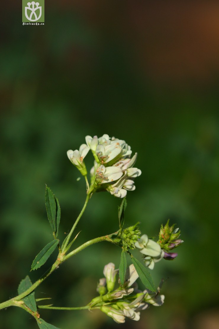 medicago sativa紫苜蓿2010-05-29xx-bj (2).jpg