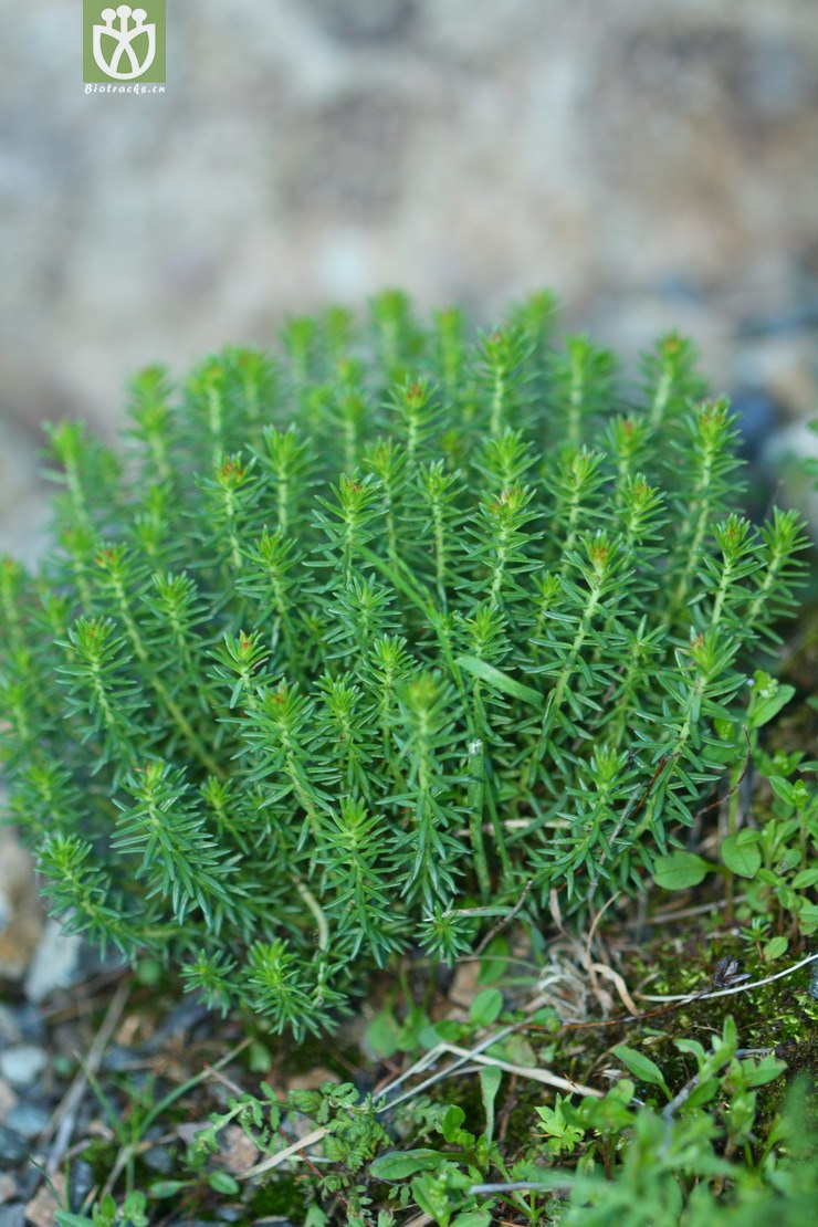 rhodiola dumulosa小丛红景天2010-06-20xx-bj (0).