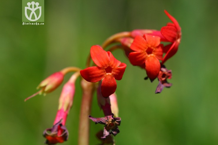 primula maximowiczii胭脂花2010-06-20xx-bj (17).