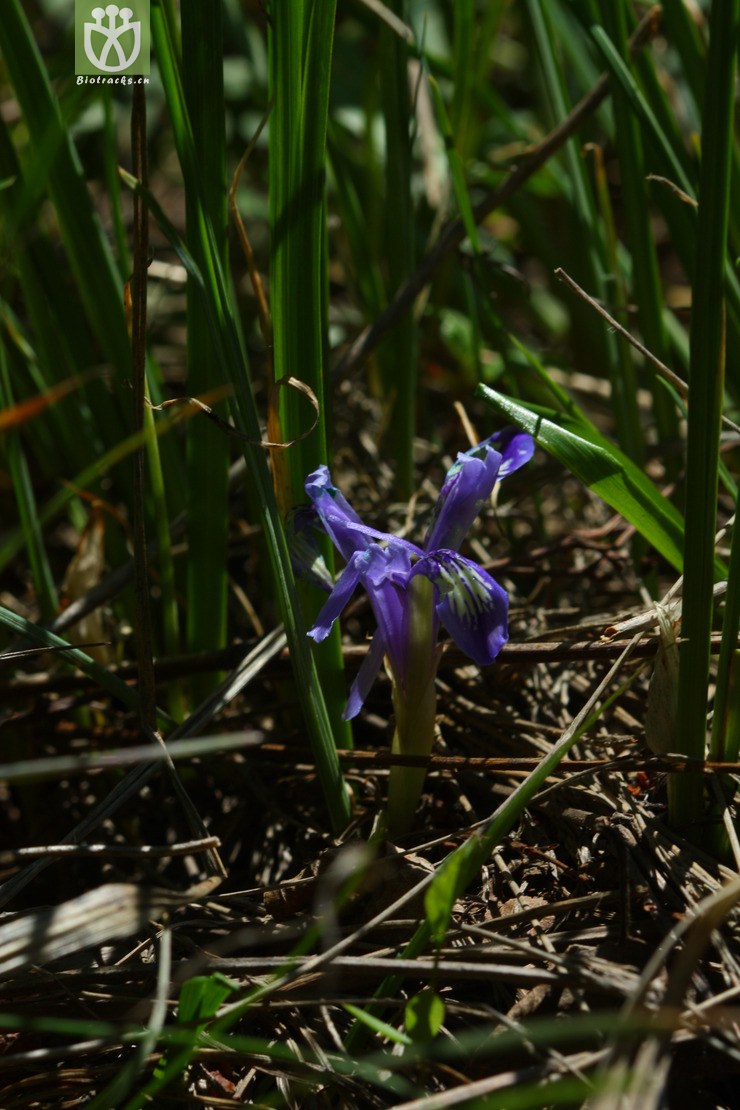iris ruthenica var. nana矮紫苞鸢尾2010-06-20xx-bj (2).