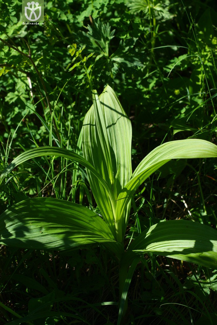 veratrum nigrum藜芦2010-06-20xx-bj (0).