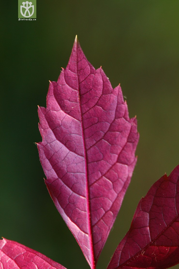 hirsuta毛脉花叶地锦2010-06-16xx-bj (7 相邻时间拍摄的照片