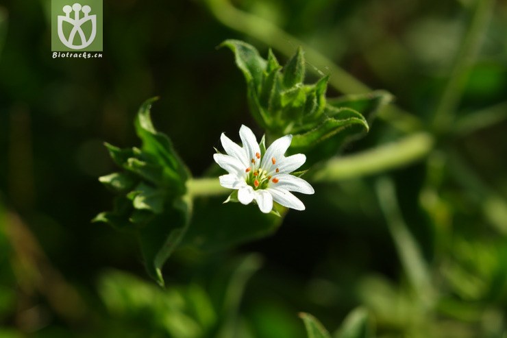 stellaria dichotoma var dichotoma叉歧繁缕2010-06-20xx-bj(16.