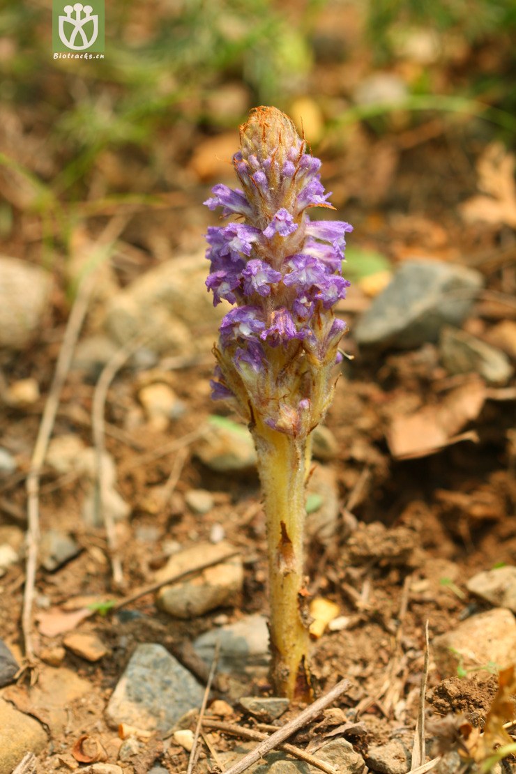 图片信息-kingdonia-植物云数据