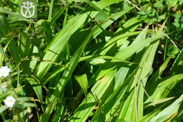 carex siderosticta var. siderosticta宽叶薹草2010-06-20xx-bj (2).