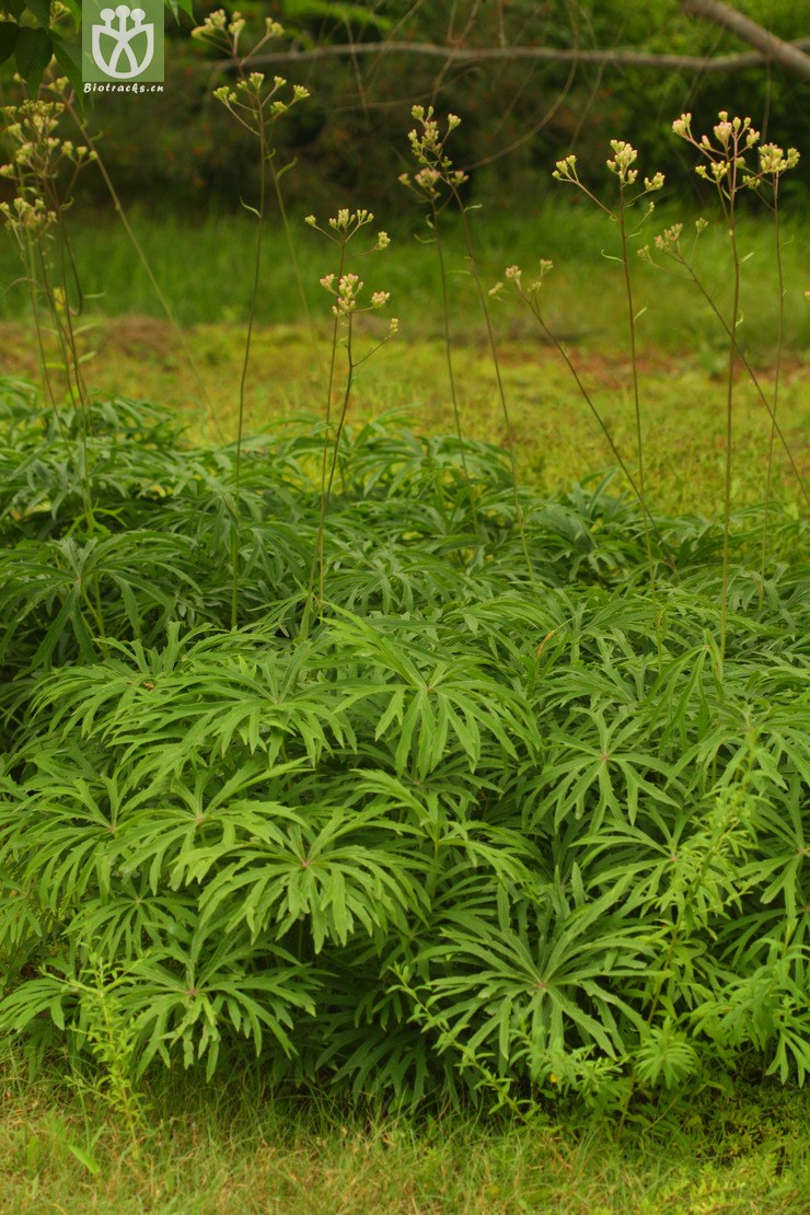 syneilesis aconitifolia兔儿伞2010-06-16xx-bj (0).