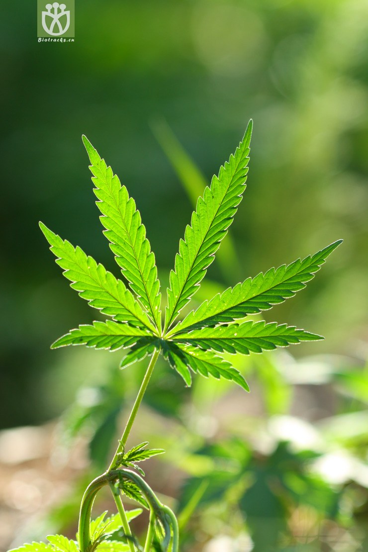 cannabis sativa大麻2010-05-29xx-bj (8).