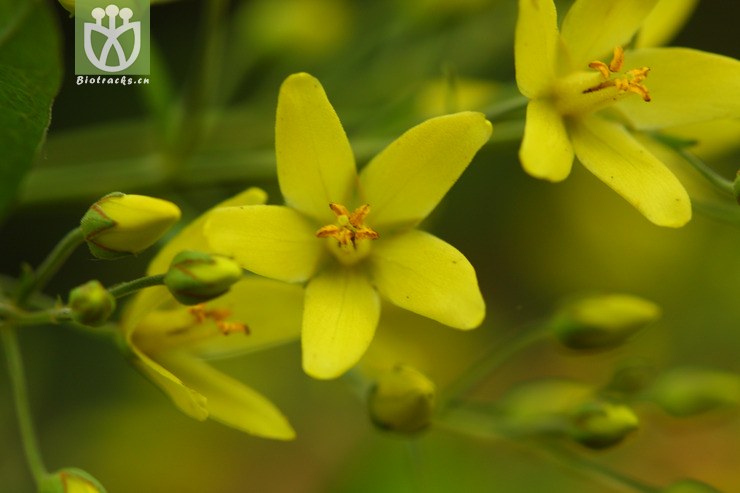 lysimachia davurica黄连花2010-06-16xx-bj (9).jpg