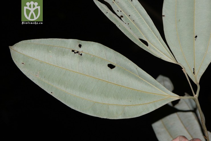 cinnamomum austrosinense华南桂【zhg】2015-04-18xx-fj (2).