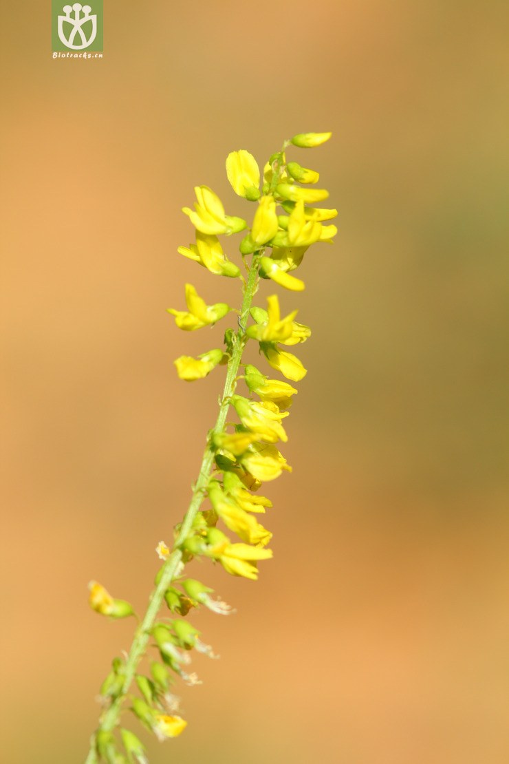 melilotus officinalis草木犀2010-05-29xx-bj (6).