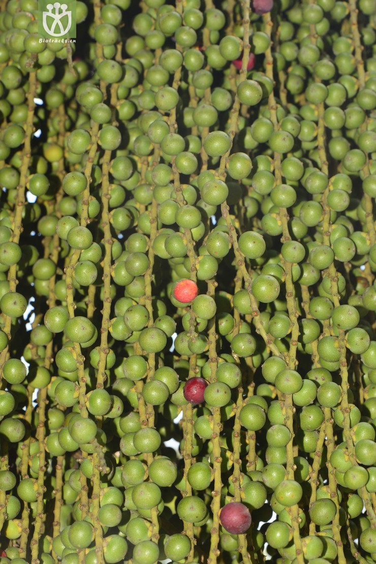 caryota ochlandra鱼尾葵【h】2014-07-16xx-gd (11).