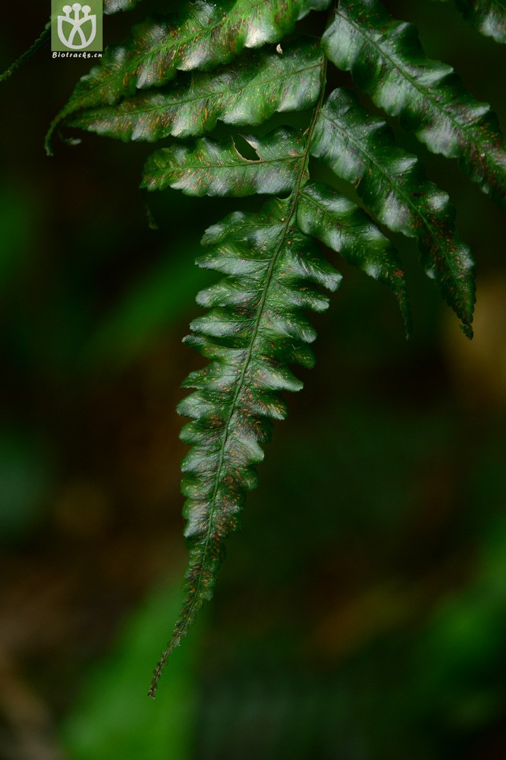 alsophila podophylla黑桫椤【可以处理或加z】2014-07-16xx-gd (12).