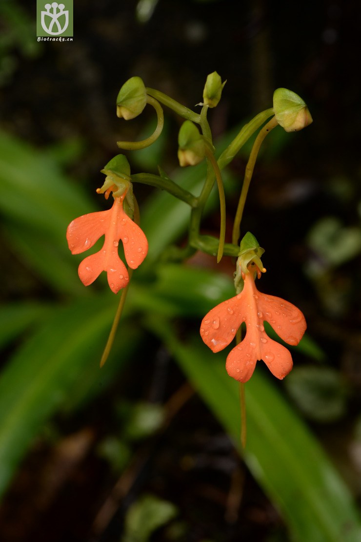 habenaria rhodocheila橙黄玉凤花【g】2014-07-19xx-gd(28.jpg