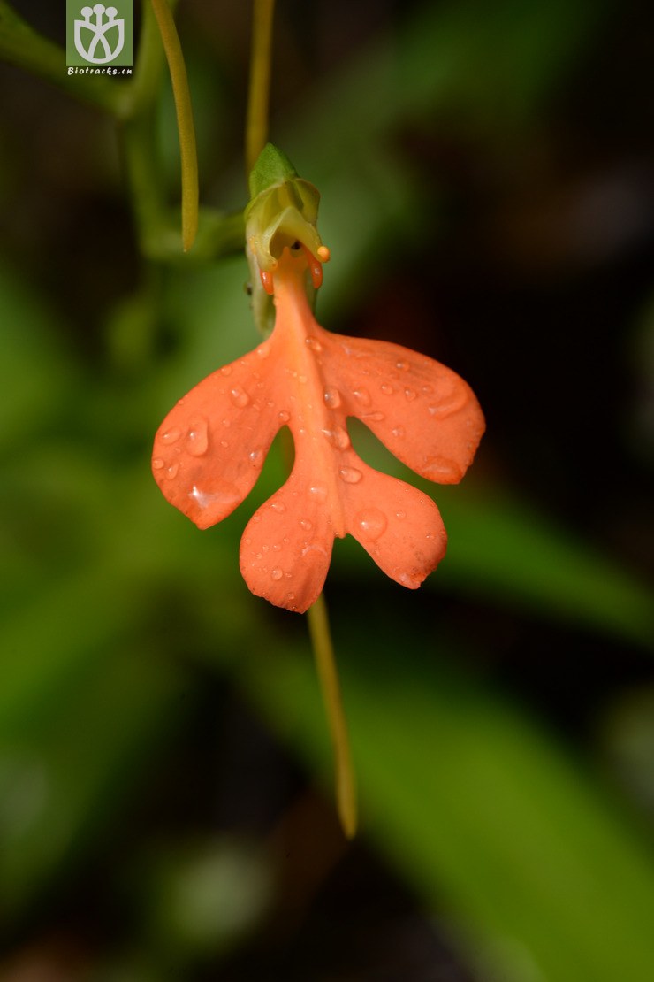 habenaria rhodocheila橙黄玉凤花【g】2014-07-19xx-gd (29).jpg